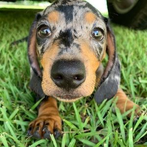 Meet your Posher, Josie